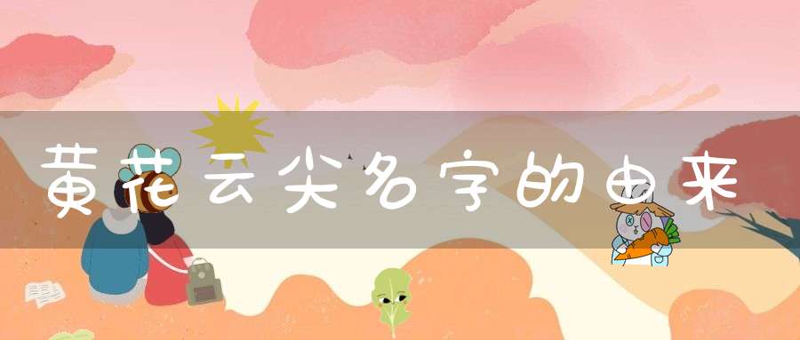 黄花云尖名字的由来(黄花云尖功效与作用)