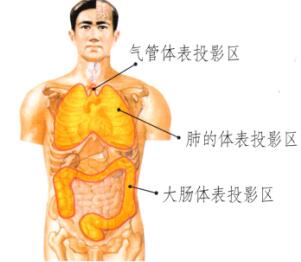 肺和大肠保健刮痧