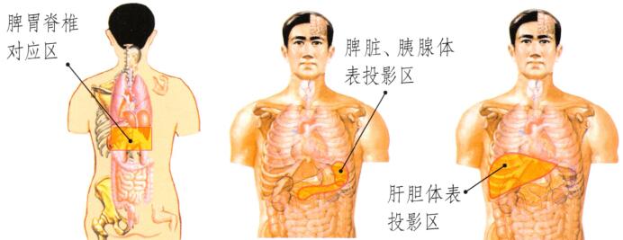 皮肤松弛刮痧部位