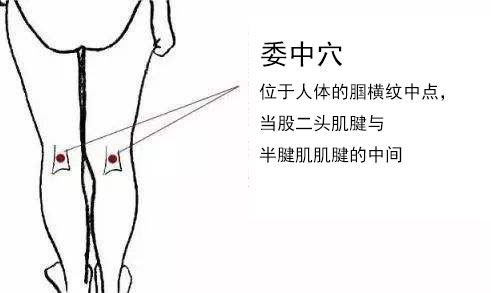 人体穴位图 委中穴