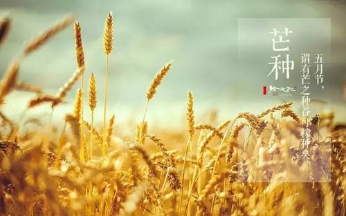 芒种节气 24节气
