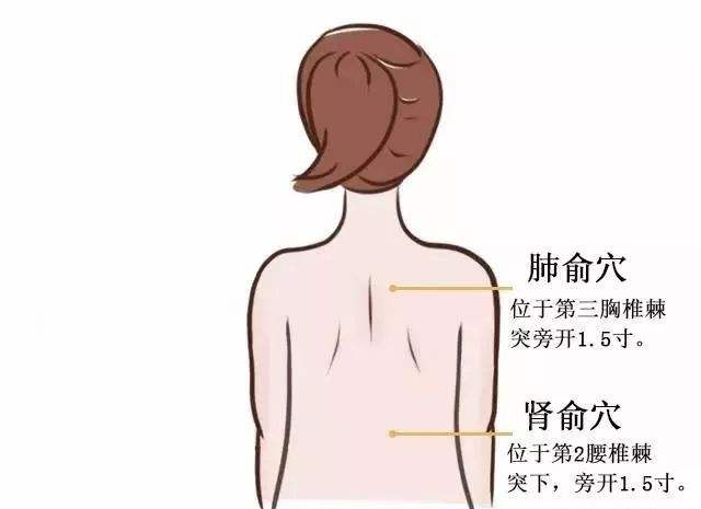 人体穴位图 肺俞穴 肾俞穴