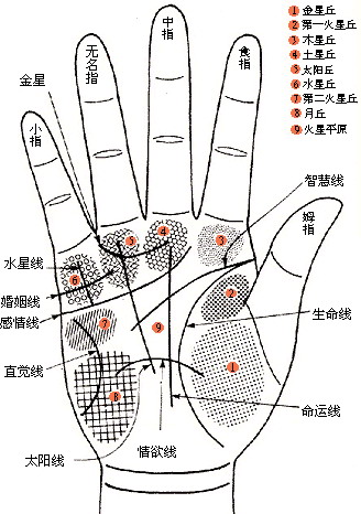 手相图解大全女感情线_手相图解女_女手相图解
