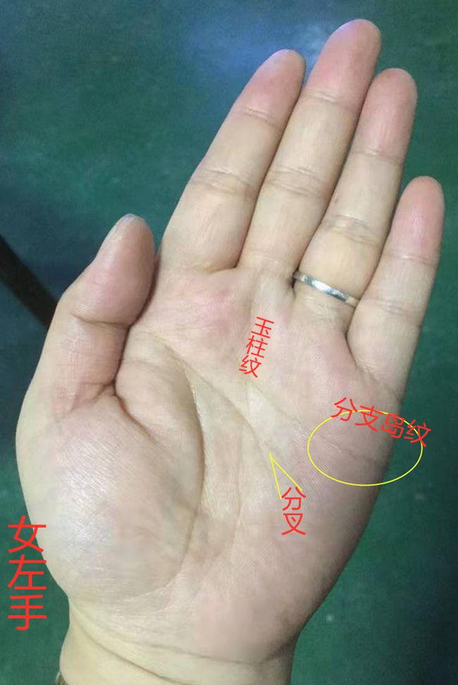 婚姻线分叉_女人左手婚姻线有分叉_成功线在智慧线分叉
