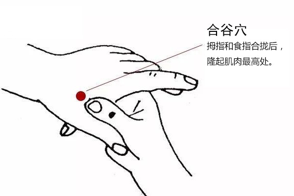 手阳明大肠经:合谷穴
